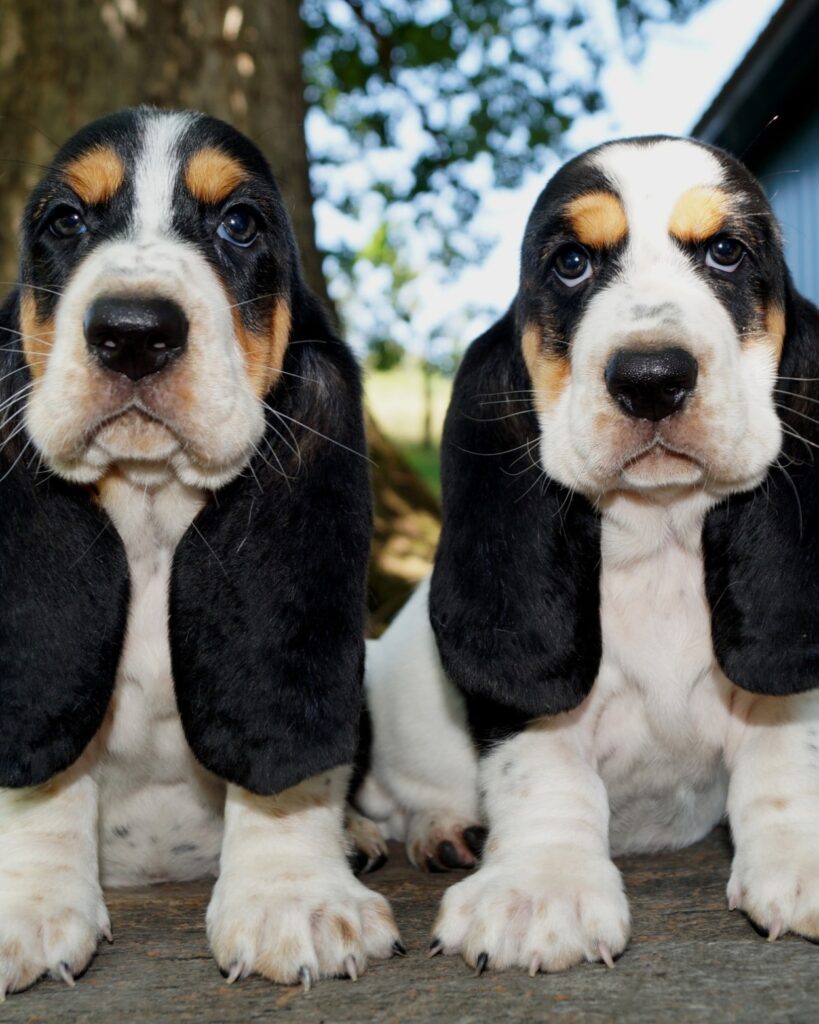 Two Basset Hound puppies sitting together outdoors
