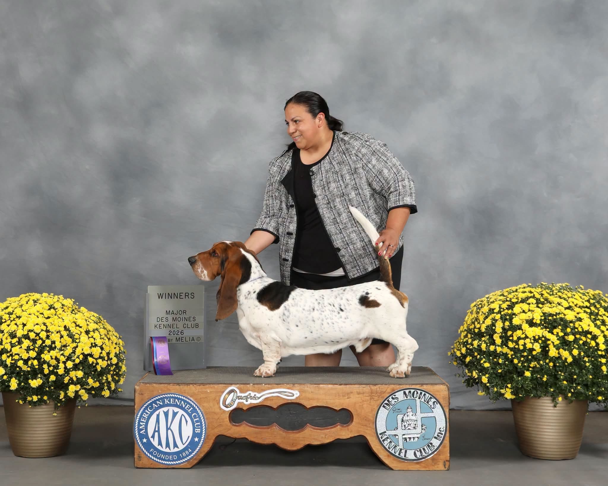 Basset Hound standing with a handler at an award event