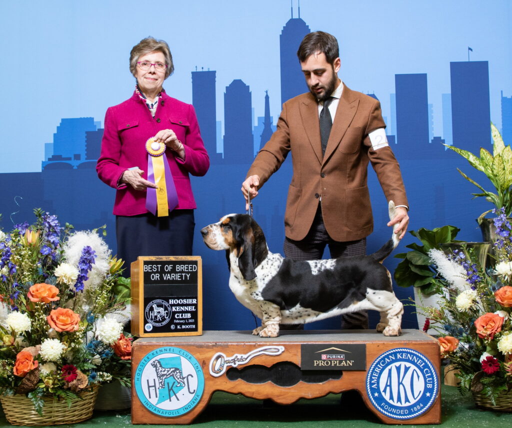 Tara competing in the Basset Hound show ring with her handler