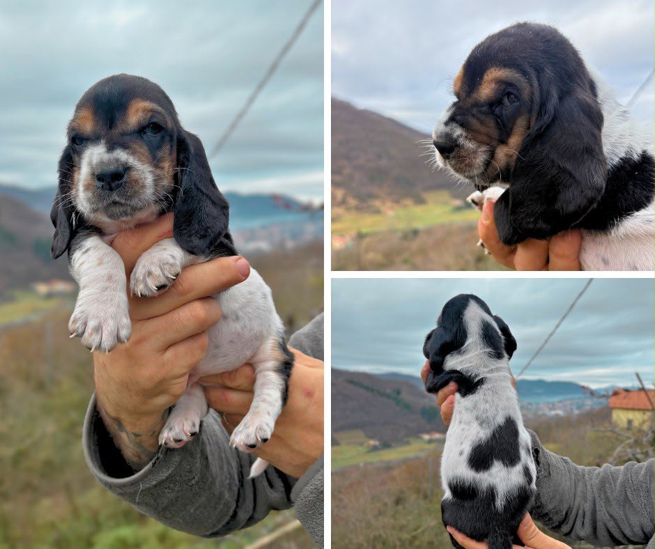 Tricolor Basset Hound puppy with black, white, and tan markings