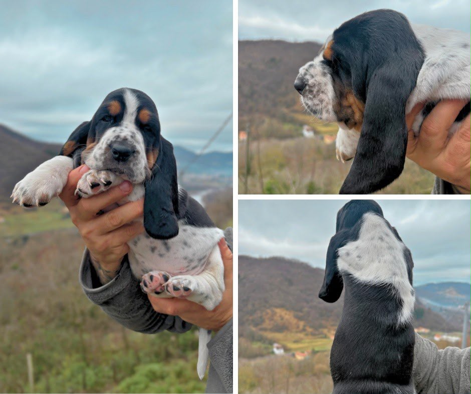 Tricolor Basset Hound puppy from an upcoming litter