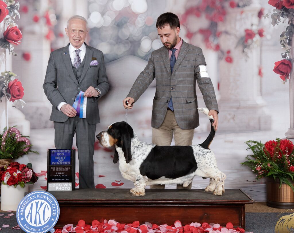 Whisper with his handler at a Basset Hound show